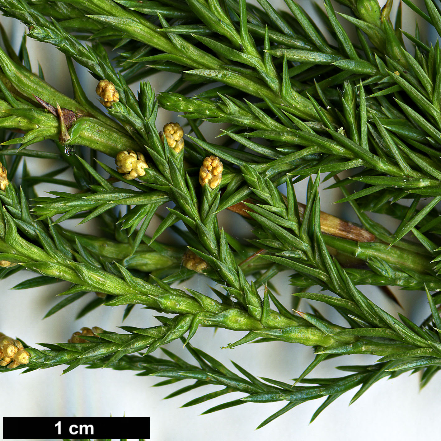 High resolution image: Family: Cupressaceae - Genus: Juniperus - Taxon: virginiana - SpeciesSub: var. silicicola